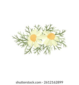 wild chamomile, field flowers, vector drawing plants at white background, floral elements, hand drawn botanical illustration
