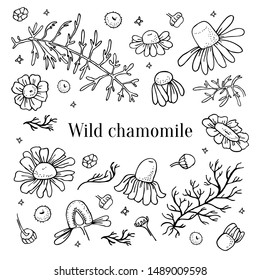 Wild chamomile flowers and leaves set. Hand drawn sketch vector illustration isolated black on white background