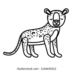 wild cheetah animal isolated