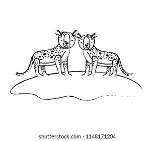 wild cheetahs in the field