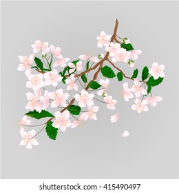 Wild Cherry branch natural background vector illustration