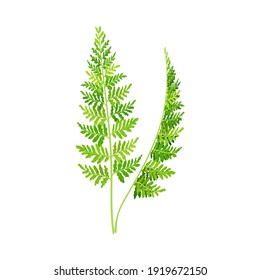 Wild Chervil Feathery Leaf as Medical Herb Vector Illustration