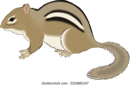 Wild Chipmunk Sitting Vector Illustration