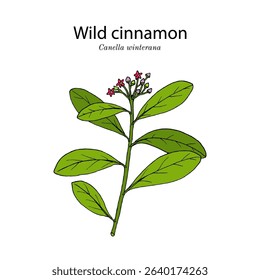 Wild cinnamon (Canella winterana), edible and ornamental plant. Hand drawn botanical vector illustration