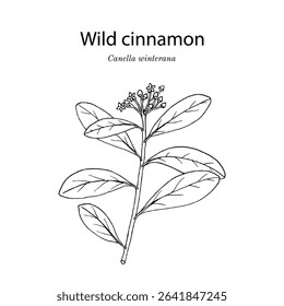 Wild cinnamon (Canella winterana), edible and ornamental plant. Hand drawn botanical vector illustration