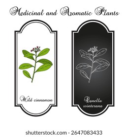 Canela selvagem (Canella winterana), planta comestível e ornamental. Ilustração vetorial botânica desenhada à mão