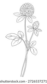 Selvagem Trevo Flor Branch Ilustração Botânica. Elegante ramo de flor selvagem com botões e folhas em estilo de arte de linha mínima	