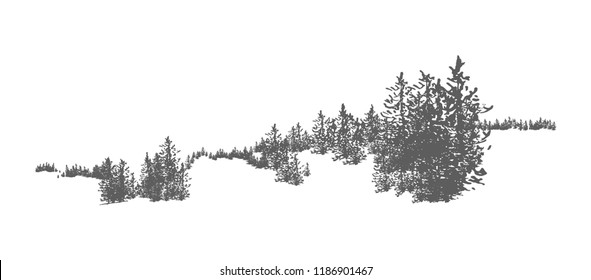 Wild coniferous forest landscape with hand drawn spruce, pine or fir trees growing on hills. Woodland panorama. Elegant monochrome decorative element isolated on white background. Vector illustration.