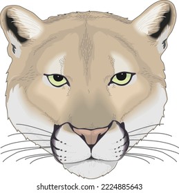 Wild Cougar Head Vector Illustration