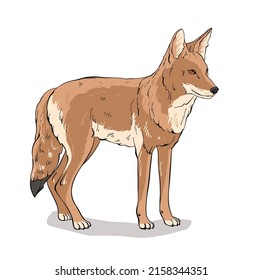 Wild coyote is a wild animal standing and looking into the distance stands, looks away, beige color, vector illustration, life in the wild.