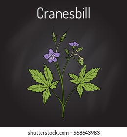 Wild cranesbill (Geranium maculatum), medicinal plant. Hand drawn botanical vector illustration