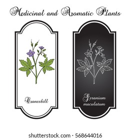 Wild cranesbill (Geranium maculatum), medicinal plant. Hand drawn botanical vector illustration