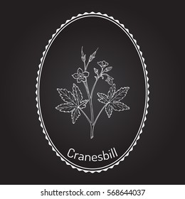 Wild cranesbill (Geranium maculatum), medicinal plant. Hand drawn botanical vector illustration
