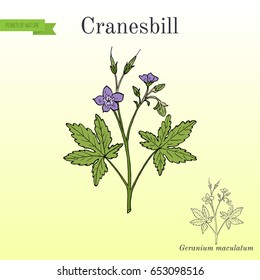 Wild cranesbill (Geranium maculatum), medicinal plant. Hand drawn botanical vector illustration