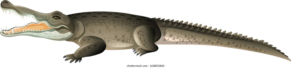 Wild crocodile with sharp teeth on white background illustration