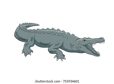 Wild Crocodile Vector Illustration