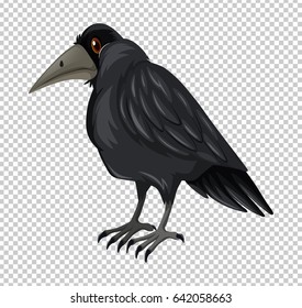 Wild crow on transparent background illustration
