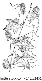 Wild Cucumber is a member of the cucumber or gourd family, It is a climbing vine and has long twisted tendrils which entwine the leaves, stems or branches of other plants. Fruit is prickly, vintage