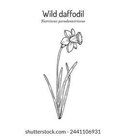 Wild daffodil or Lent lily (Narcissus pseudonarcissus), ornamental and medicinal plant. Hand drawn botanical vector illustration