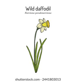 Wild daffodil or Lent lily (Narcissus pseudonarcissus), ornamental and medicinal plant. Hand drawn botanical vector illustration