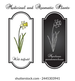 Wild daffodil or Lent lily (Narcissus pseudonarcissus), ornamental and medicinal plant. Hand drawn botanical vector illustration