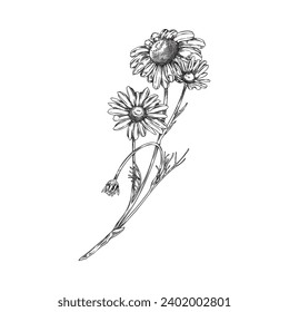 Wildblume, handgezeichnete Vektorgrafik, einzeln auf Weiß. Kamille Linie Kunstzeichnung. Umriss der Wildblume. Dekorative Farbengravur, Kräutermischung und botanisches Element.