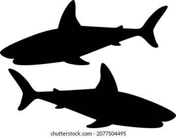Wild and dangerous sharks. Vector image.
