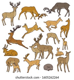 Wild deer herd vector set males and females with babies jump, sleep and in other poses. Outline sketch illustration isolated on white background.