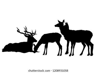 Wild deer with horns on a white background
