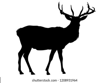 Wild deer with horns on a white background