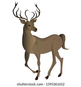 Wild deer with horns. Vector illustration