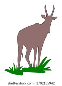 wild deer isolated on white background