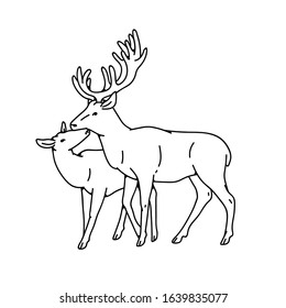 Wild deer love couple female and male buck with branched horns vector outline black white sketch illustration.