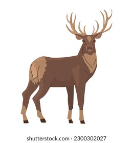 Wild Deer, stands and looks half a turn. Large branched horns. King of the Forest. Vector illustration. Isolated object on white background.