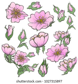 Wild dog rose set flowers with buds drawing vector clipart on white background for scrapbooking