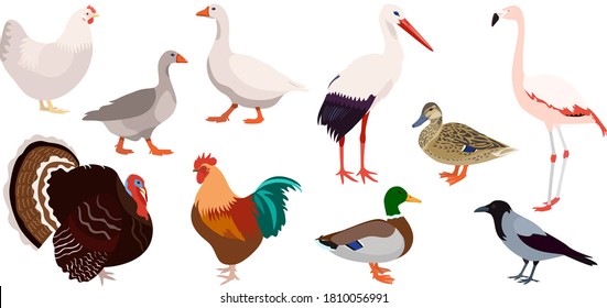 Wild and domestic birds set isolated on white background, vector illustration of stork, flamingo, crow, mallard ducks, rooster, chicken, geeses and turkey bird