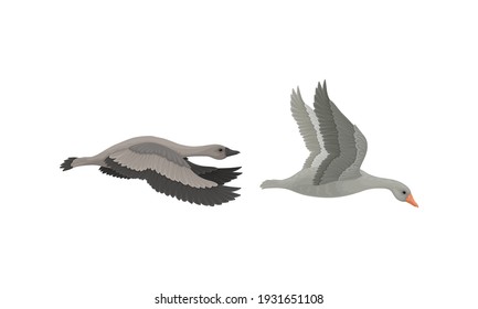 Wild and Domestic Goose as Waterfowl Specie with Long Neck and Orange Bill in Different Pose Vector Set