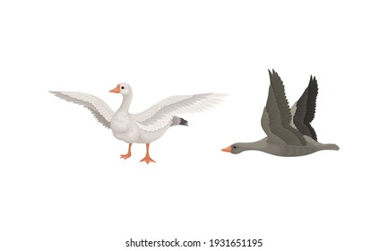 Wild and Domestic Goose as Waterfowl Specie with Long Neck and Orange Bill in Different Pose Vector Set