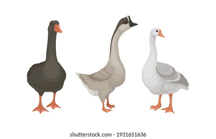 Wild and Domestic Goose as Waterfowl Specie with Long Neck and Orange Bill in Different Pose Vector Set
