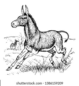 Wild Donkey is believed to be the ancestor of the domestic donkey, vintage line drawing or engraving illustration.