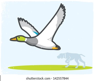 Wild duck