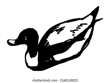 Wild duck bird clipart. Single doodle of waterfowl animal isolated on white. Hand drawn vector illustration in engraving style.