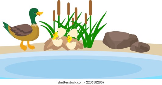 A wild duck with ducklings swims in a pond against a background of stones and green reeds. Illustration of a wild duck family. Vector, cartoon illustration. Vector.
