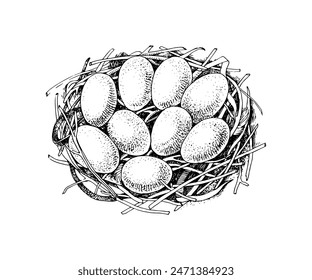 Wild duck eggs in the nest