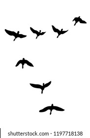 Wild duck flight in sky on white background
