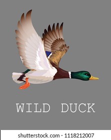 Wild Duck flying. Drake. Vector illustration of realistic bird Mallard isolated on a grey background for your design, print, banner, card, journal article, encyclopedia, blog. Duck hunting.