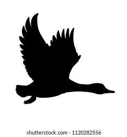 Wild Duck flying. Drake. Vector illustration of black silhouette of bird Mallard isolated on a white background for your design. Duck hunting. Shape.
