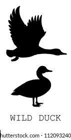 Wild Duck flying and standing. Drake. Vector illustration of black silhouette of bird Mallard isolated on a white background for your design. Duck hunting. Shape.