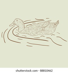 Wild duck. Hand-painted vector illustration.
