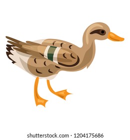 Wild duck icon. Cartoon of wild duck vector icon for web design isolated on white background